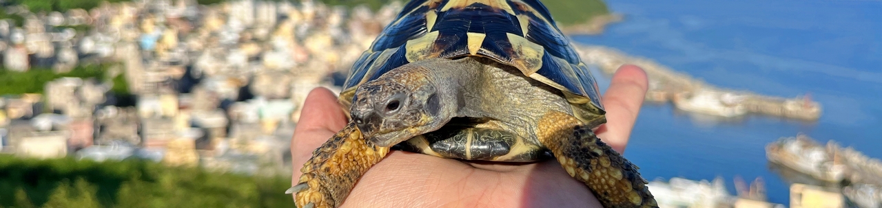 五個你以為不能吃,卻是對陸龜很好的食物